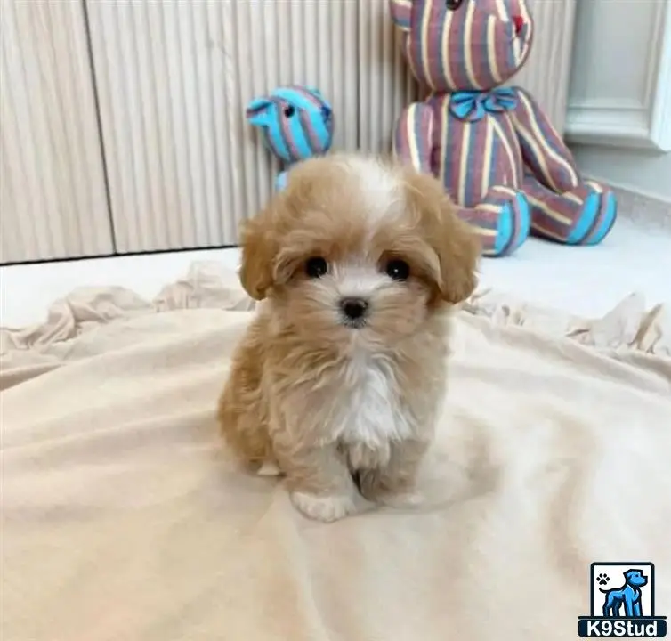 a small maltipoo dog on a bed